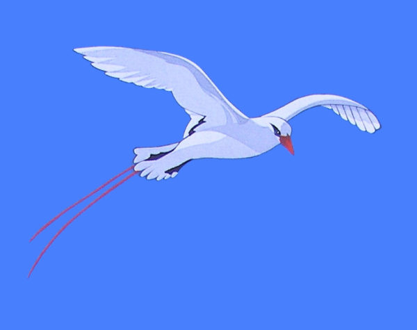 Red-tailed Tropicbird on sky blue - Fitted - Image 2